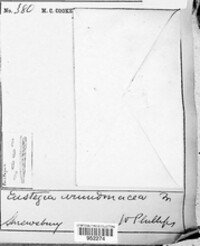 Pyrenopeziza arundinacea image